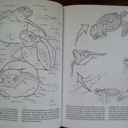 Turtle Coloring Book